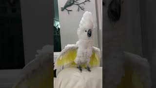 Crazy umbrella cockatoo Zeus Will do anything for a laugh [upl. by Olia]