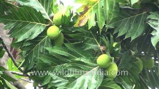 Breadfruit tree or Artocarpus altilis in South India [upl. by Ahsaetan76]