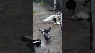 pigeoneyeview pigeon saidapetkutty karnapura bird pigeonbird newvideo viralshorts like [upl. by Sirrep]