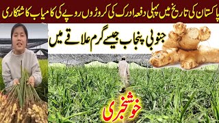 adrak ki kasht in Pakistan  ginger farming in Pakistan  adrak ki kheti  ginger crop [upl. by Eitnom]