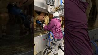 🐄✨ Big Cows amp Farm Girls ✂️ Milking amp Tail Trimming Up Close [upl. by Hildegard]