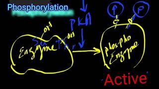 Covalent Modification of Enzymes DrAJGhalayini [upl. by Yenahc]