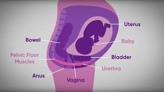 Pelvic floor exercises during pregnancy  txt4two Program  Mater Mothers [upl. by Ahsinrac]