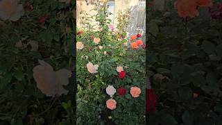 ჩანდოს ბიუთი ფრენესი გრანდ ამორე Chandos Beauty Frenesie Grande Amore rose garden flowers [upl. by Loughlin114]