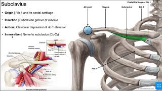 The Subclavius Muscle  Anatomy amp Function O I N A [upl. by Eiramaliehs51]