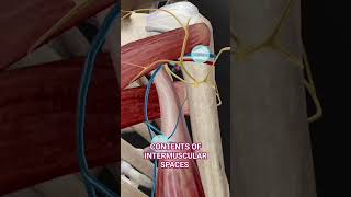 Intermuscular Spaces Anatomy 3d  medicalmedics 3d anatomy viral shorts [upl. by Bellanca]