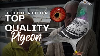 Exclusive Racing Pigeon From Top Bloodlines For Sale In Herbots Pigeons Auction [upl. by Sidky768]