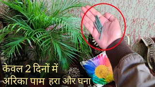 Areca palm एरिका पाम केवल 2 दिन में हरा भरा हो जाएगा  इस चीज को एक बार इस्तेमाल करके देखो । [upl. by Weinberg551]