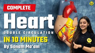 Complete Heart Structure and Double Circulation under 10 Mins with Sonam Maam Science and Fun [upl. by Attenauqa]