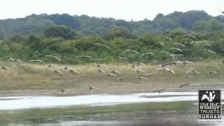 Whiffling Greylag Geese [upl. by Jolene]