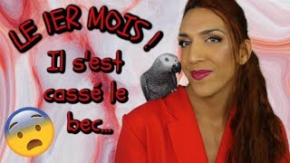 UPDATE  PABLO MON PERROQUET GRIS DU GABON 🦜 [upl. by Bette]