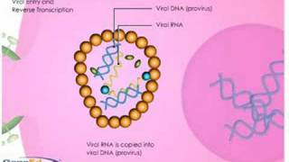 Viral entry and reverse transcription [upl. by Humo]