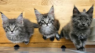 Maine Coon Kittens quotLet us outquot [upl. by Wooster]