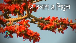 Beautiful Bombax Ceiba amp Butea Monosperma  ফাগুনের পলাশ ও শিমুল ফুল   Delta TV online [upl. by Sachsse562]