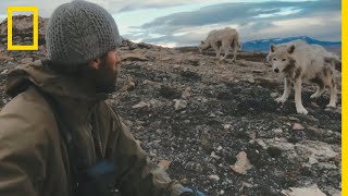 En tête à tête avec les loups sauvages [upl. by Mcfarland]