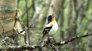 Brambling Singing  Birds of Norway [upl. by Orutra]