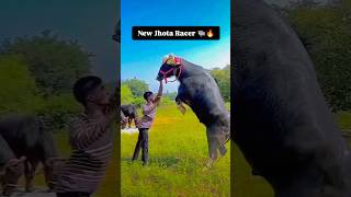 New trick Jhota ko paro par khad Krna ke 🐃🔥 2024 jhota viralvideo trendingshorts shorts video [upl. by Athey955]