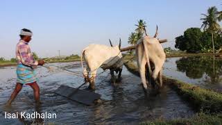 Pachai Kiligal Tholodu Flute Music  Indian  Ar Rahman Musical  Isai Kadhalan [upl. by Ayotna]