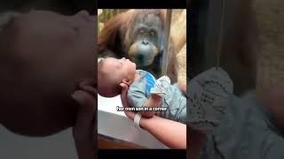 Turns out gorillas can empathize shortvideo animals gorilla reaction healling shorts [upl. by Ivers]