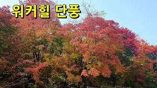 워커힐 단풍 Fall foliage at Walkerhill [upl. by Edlin]