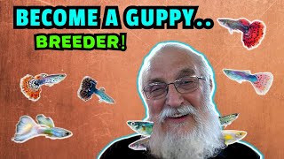 Become A Guppy Breeding Pro How To Breed Prizewinning Fish [upl. by Leifeste509]