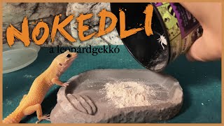 Nokedli a leopárdgekkó 🐸 Nokedli the leopard gecko [upl. by Zaob]