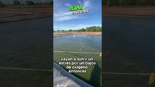 Cría de tilapia acuicultura shortsviral pesca acuicola fishing acuatico [upl. by Vigor428]