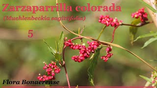 Zarzaparrilla colorada Muehlenbeckia sagittifolia   FB 005 [upl. by Airetal107]