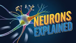 Neurons Explained Animation Types Functions Parts and Structure of Neurons [upl. by Yehudit]