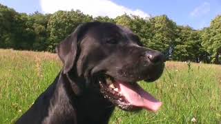 Labrador Dummy Training [upl. by Soracco948]