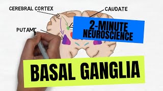 2Minute Neuroscience Basal Ganglia [upl. by Dorraj697]