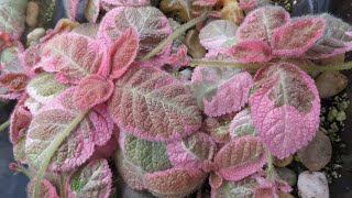 Episcia Tour 2021 and How I Grow Them [upl. by Jary]