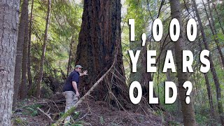 A Visual Journey Through Threatened Oregon Old Growth Forests Near Umpqua River [upl. by Gabriel]