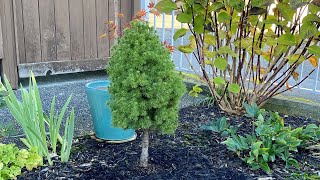 Dwarf Alberta Spruce Transplant to Front Yard Landscape  October 29 2023 [upl. by Nnaitsirhc95]