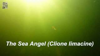 Sea Angel Clione limacina [upl. by Widera544]