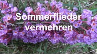 Sommerflieder vermehren Ableger Stecklinge machen Buddleja Schmetterlingsflieder [upl. by Kenwood]