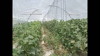 Intercropping  Cucumber amp Tomatoes Vertical Farming  Pakistan  GilgitBaltistan [upl. by Ahsart956]