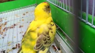 Shivering budgie  sick budgie  my bird is sick [upl. by Erina]