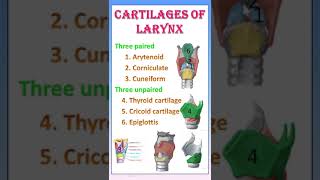 TIPS 28 CARTILAGES OF LARYNX  ANATOMY  IN TAMIL [upl. by Eimmit343]