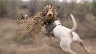 Cuando Un Leopardo Ataca Perros Menos Al Oponente Equivocado Llamado Firulais [upl. by Meldoh689]