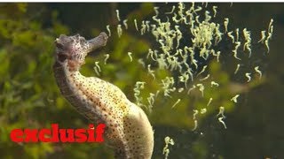 Vidéo très rare dun hippocampe qui accouche [upl. by Samuela]