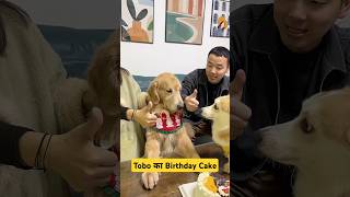 🐕Tobo का Birthday Cake 🎂 mini wood toy  woodworking art skill  hand crafts shorts pets [upl. by Suelo873]