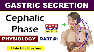 Gastric Secretion and Their Phases  Cephalic Phase  Physiology  PART 1  HoMo SapieN MedicoS [upl. by Chicoine701]