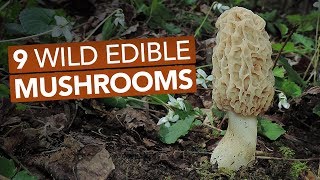 9 Wild Edible Mushrooms You Can Forage This Spring [upl. by Rebme]