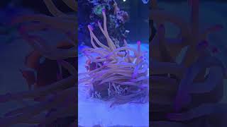 Anemone inside the clay cub clay anemone clownfish nemo shortvideo shorts short music reef [upl. by Nitfa]