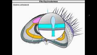 Equinodermos [upl. by Umeh160]