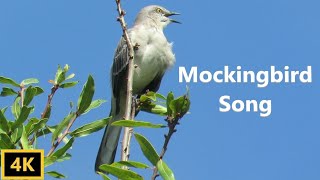 Northern Mockingbird Singing [upl. by Byram]