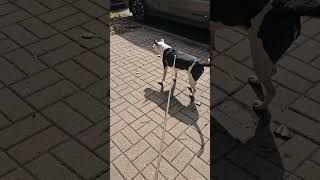 My dogs attempt at hunting part 3  Cute dog video  RudyTheCheech doglover [upl. by Martyn]