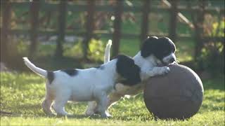 Sprocker Spaniel Puppies  English Springer X Cocker [upl. by Mcnally]