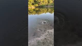 Kid catching a catfish pondlife [upl. by Ahtanaram101]